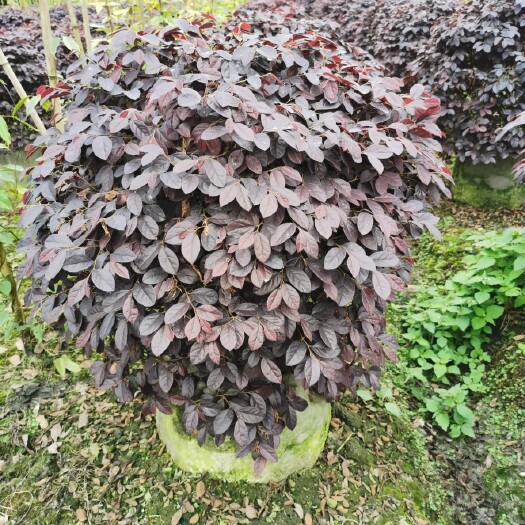 成都红花继木  红继木袋苗球
