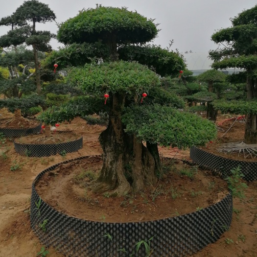 泗阳县对节白蜡 对节白腊