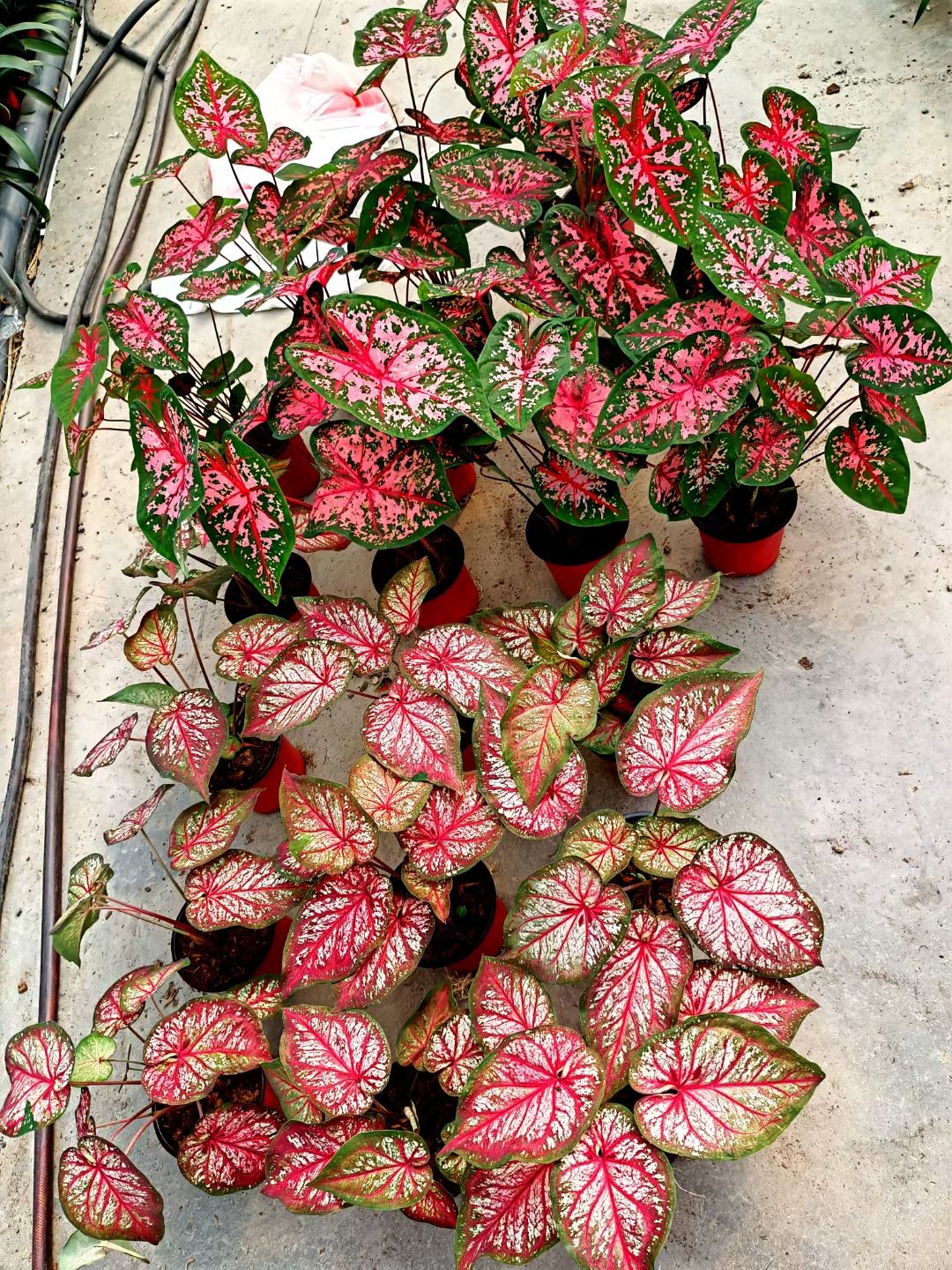 彩叶箭雨竹芋  彩叶芋小杯大杯基地出货