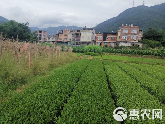 龙井43号茶树苗  龙井43号 茶树苗 福建福安茶苗一级苗