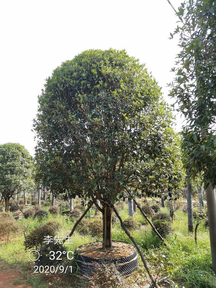 桂花树 15-20移栽容器桂花