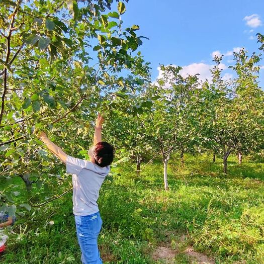 石楼县旱地 找一个人合伙种地
