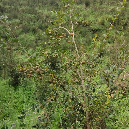 湘林210茶树苗     嫁接油茶苗