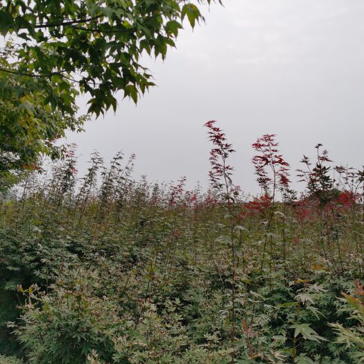 成都枫香树  红枫