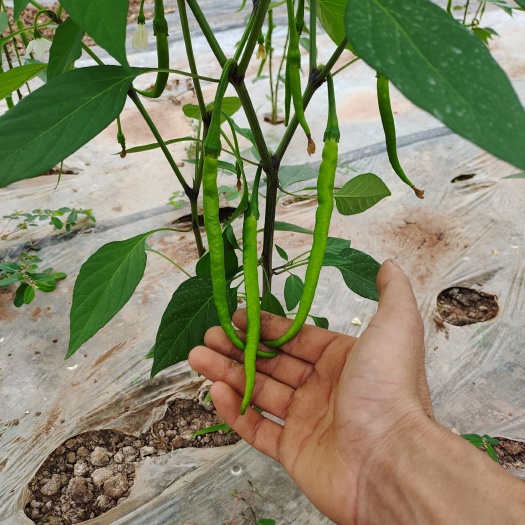 遂宁薄皮椒 二青条   青黄薄皮尖椒