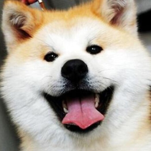 嘉祥县常年养殖秋田犬 成年犬 幼犬，公母均有，疫苗驱虫齐全