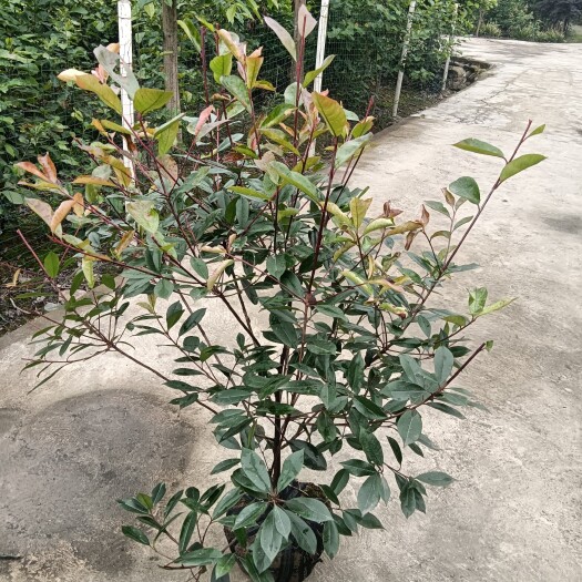 成都红叶石楠