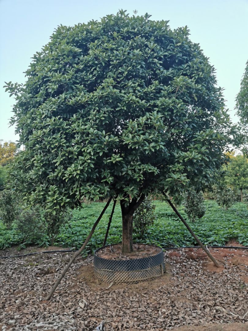 桂花树 15-20移栽容器桂花