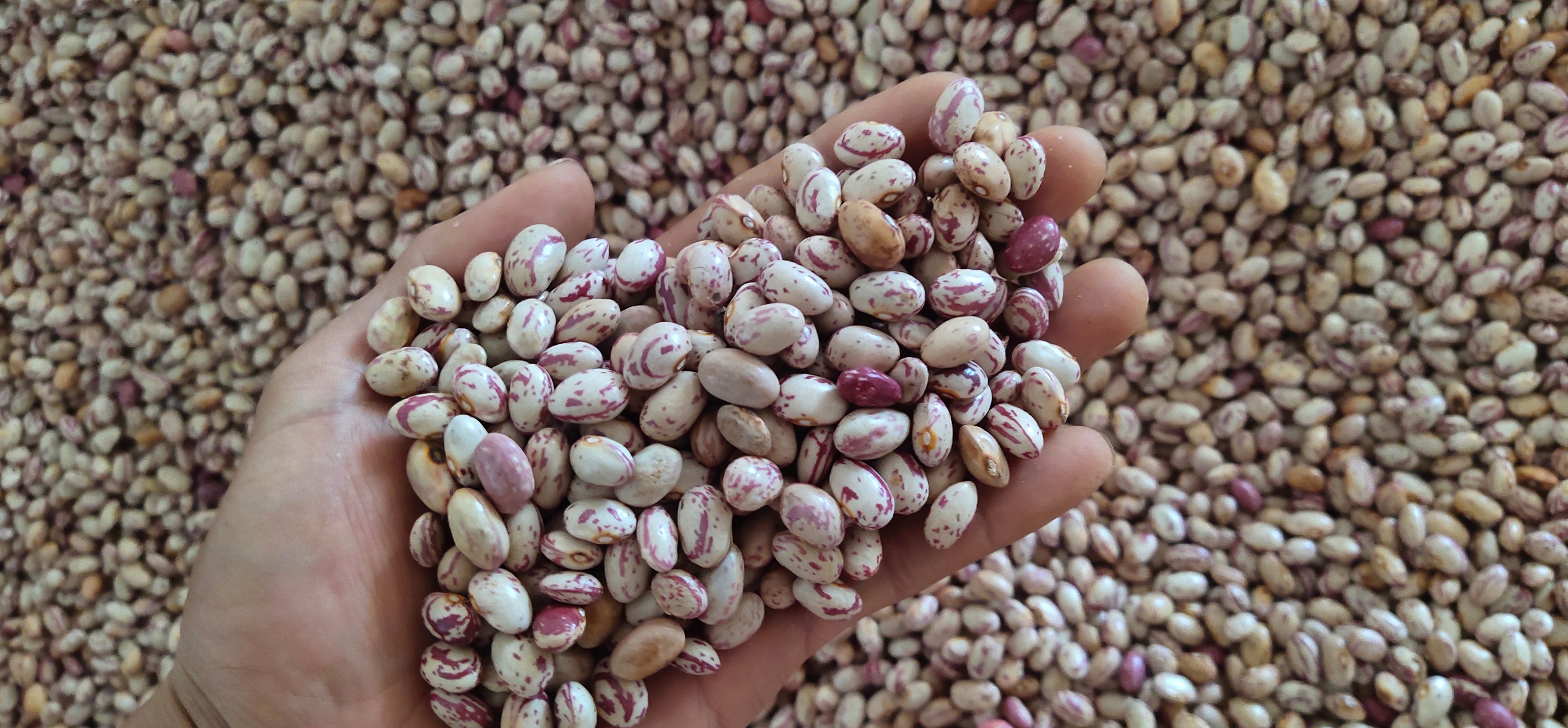 云南花豆货奶花豆小雀蛋豆大货供应产地直发