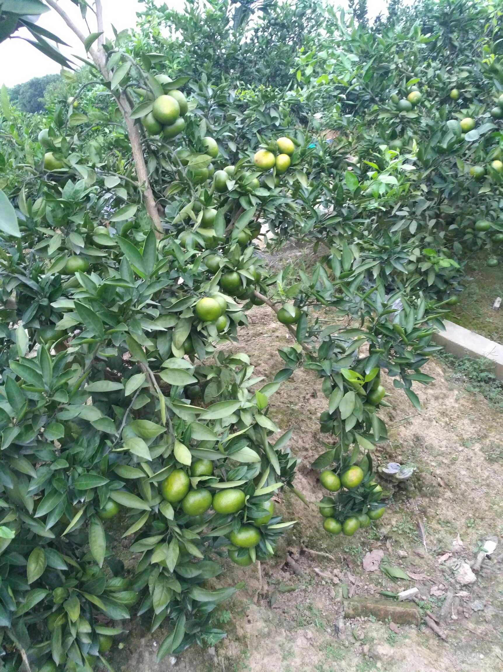  大芬柑桔