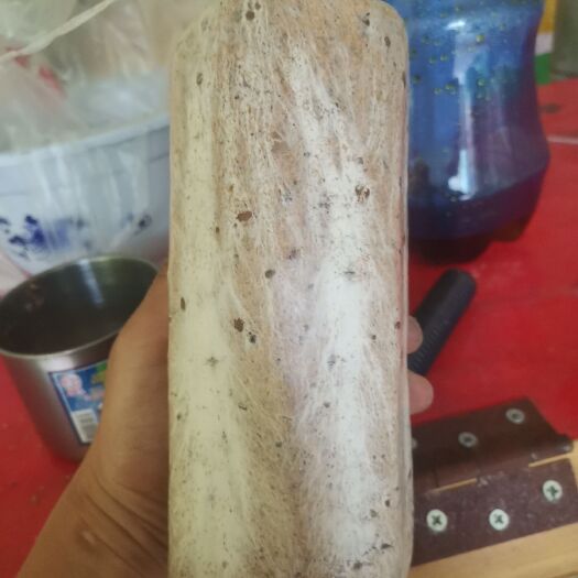 黎平县茯苓菌种 粮食多 产量高。质量保证