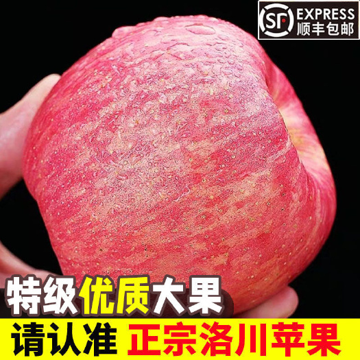 红富士苹果   陕西洛川苹果红富士宗脆甜冰糖苹果水果5/9