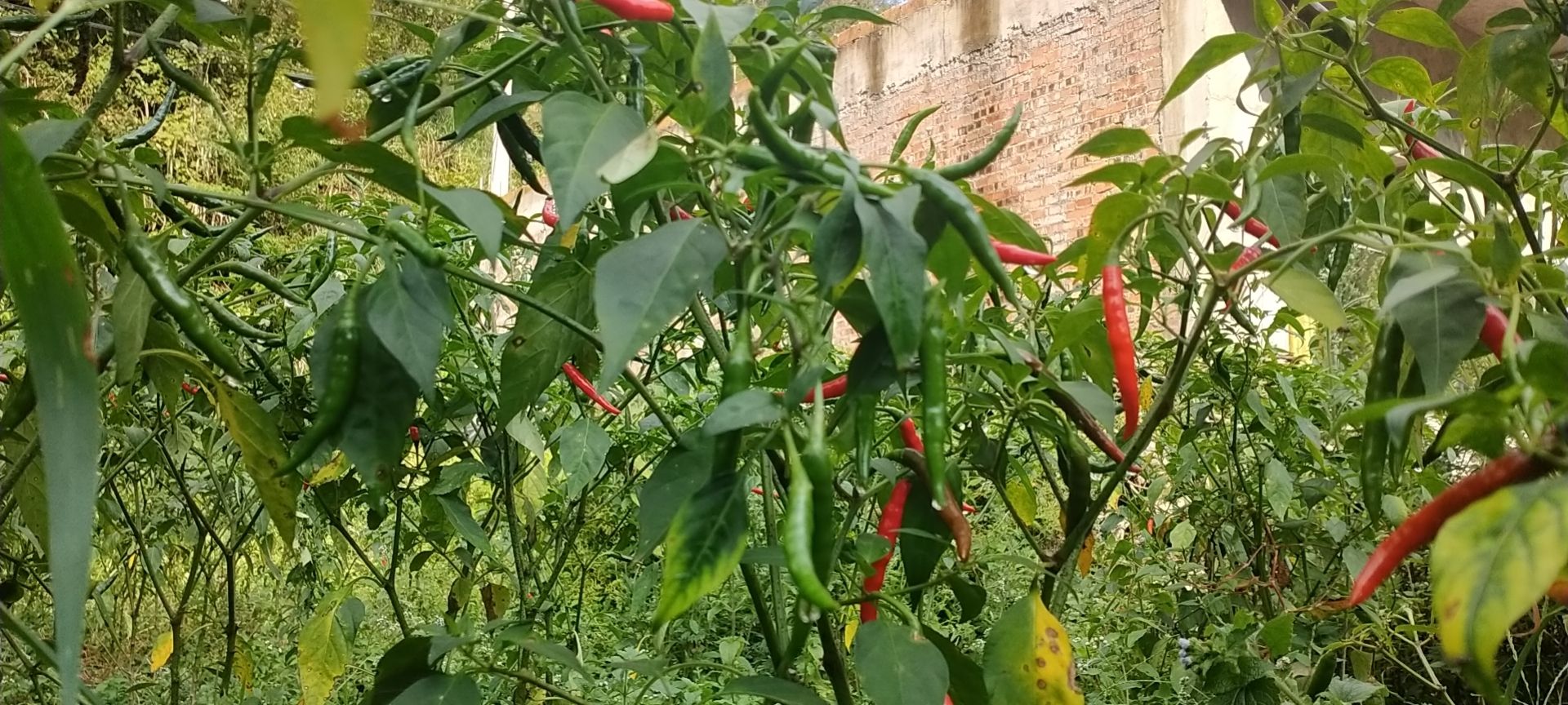 小辣椒 贵州省安顺市紫云苗族布依族自治县 