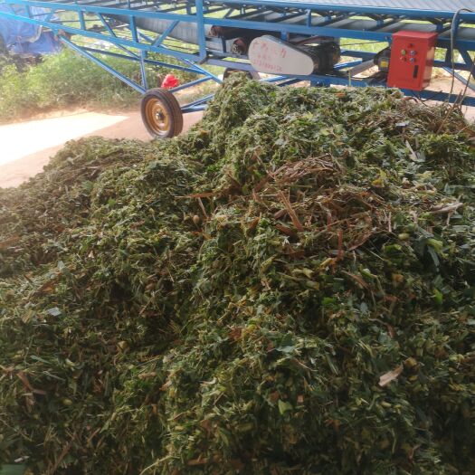 遂溪县青储草  优质牧草青储饲料