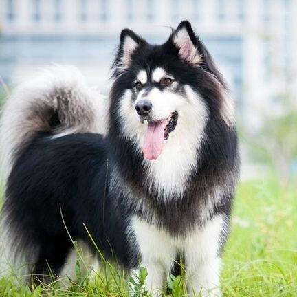 嘉祥县农村自家养殖阿拉斯加犬 幼犬 公母均有 疫苗驱虫齐全 可商议