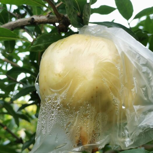 蚌埠正宗怀远白花玉石籽石榴