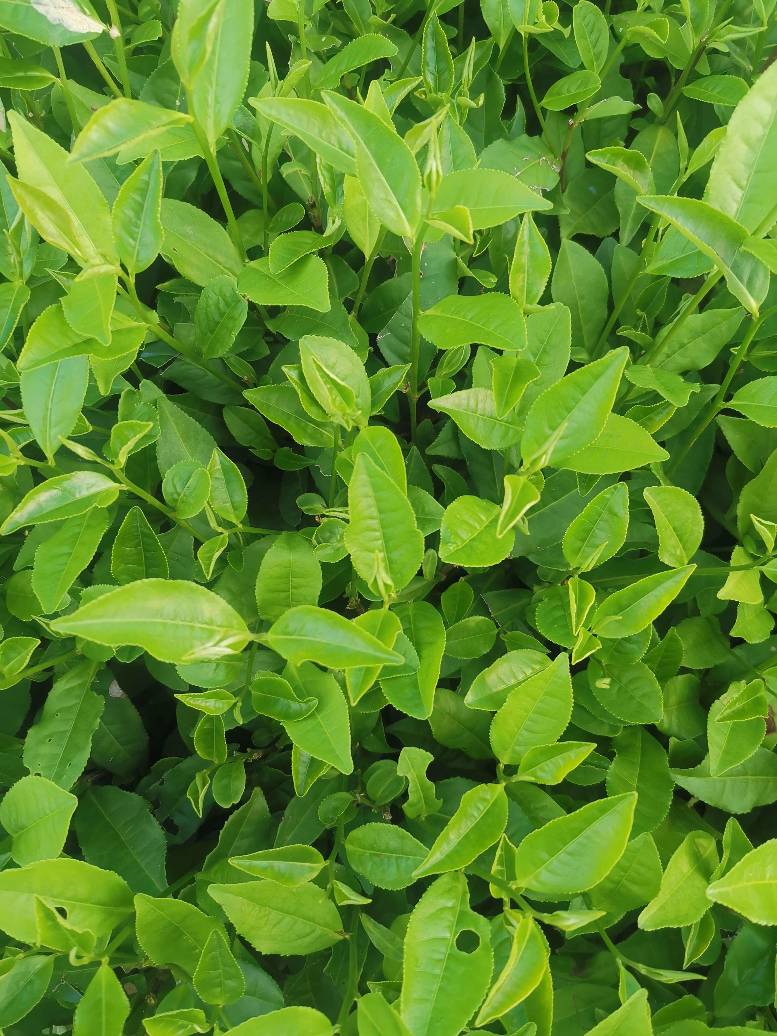 福鼎大毫茶苗 一年生冬插苗 福建茶苗 福鼎白茶茶叶