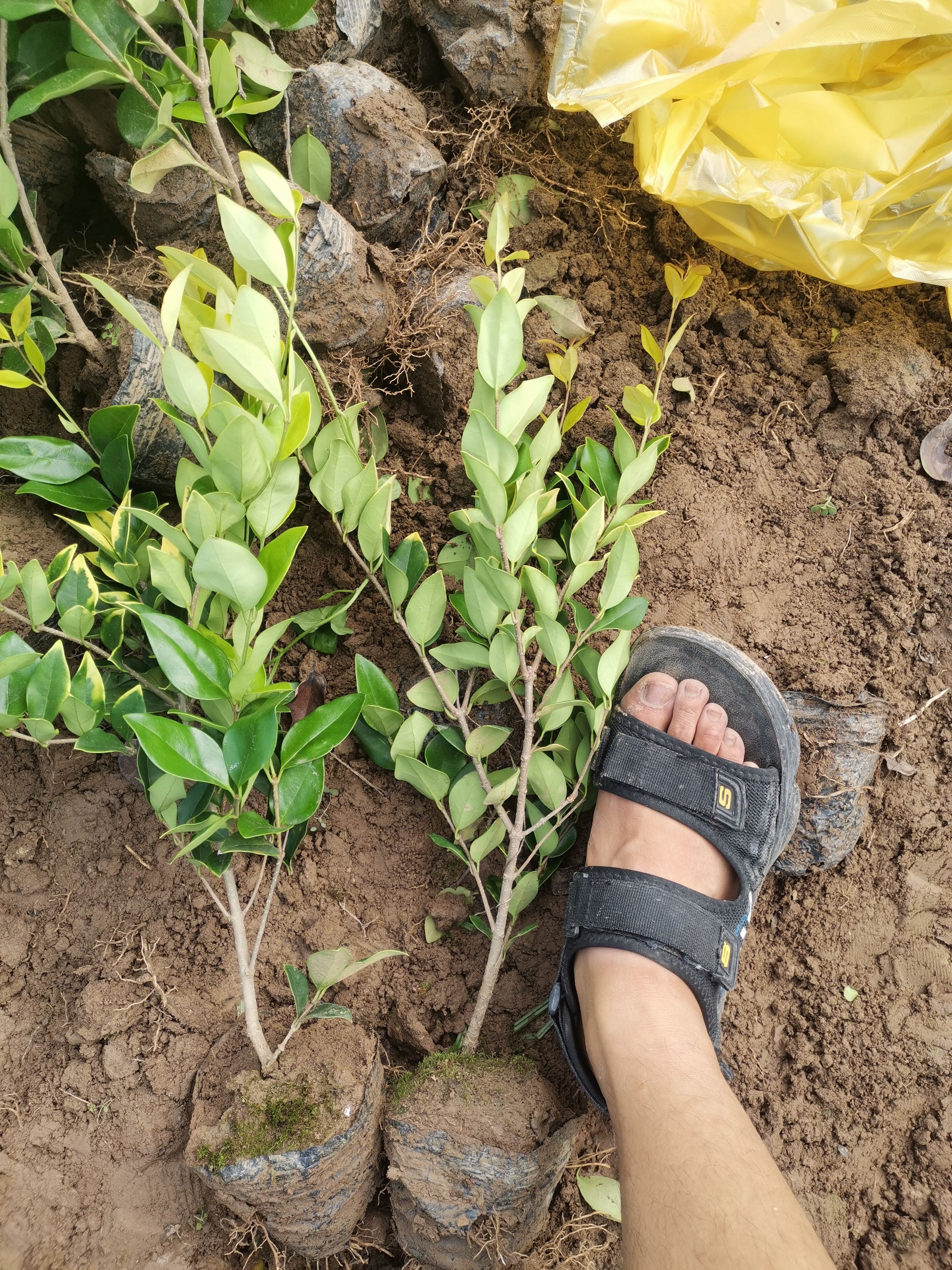 营养杯金森女贞 营养钵金森女贞苗多分枝高度40-60高