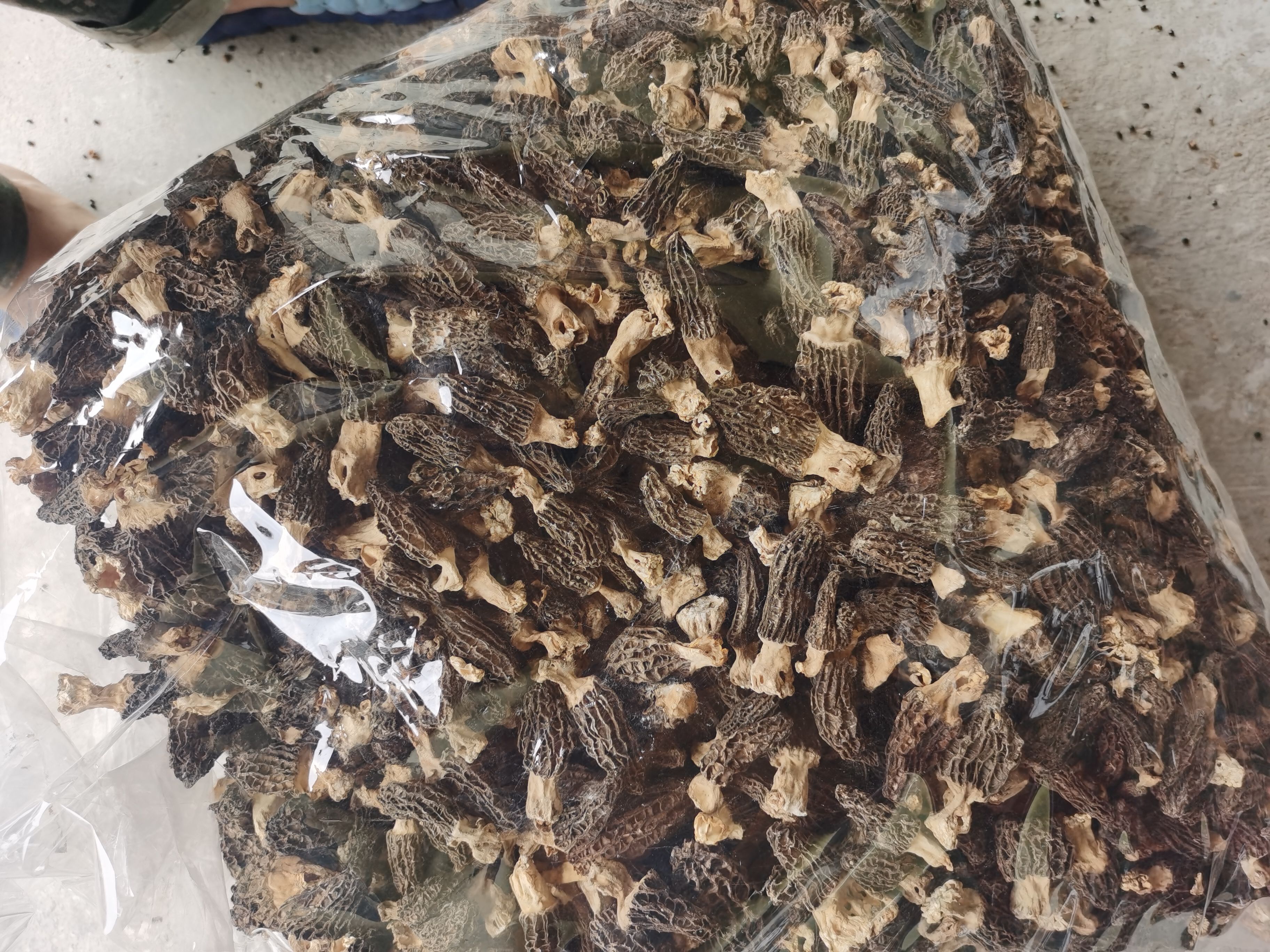 春季采收羊肚菌