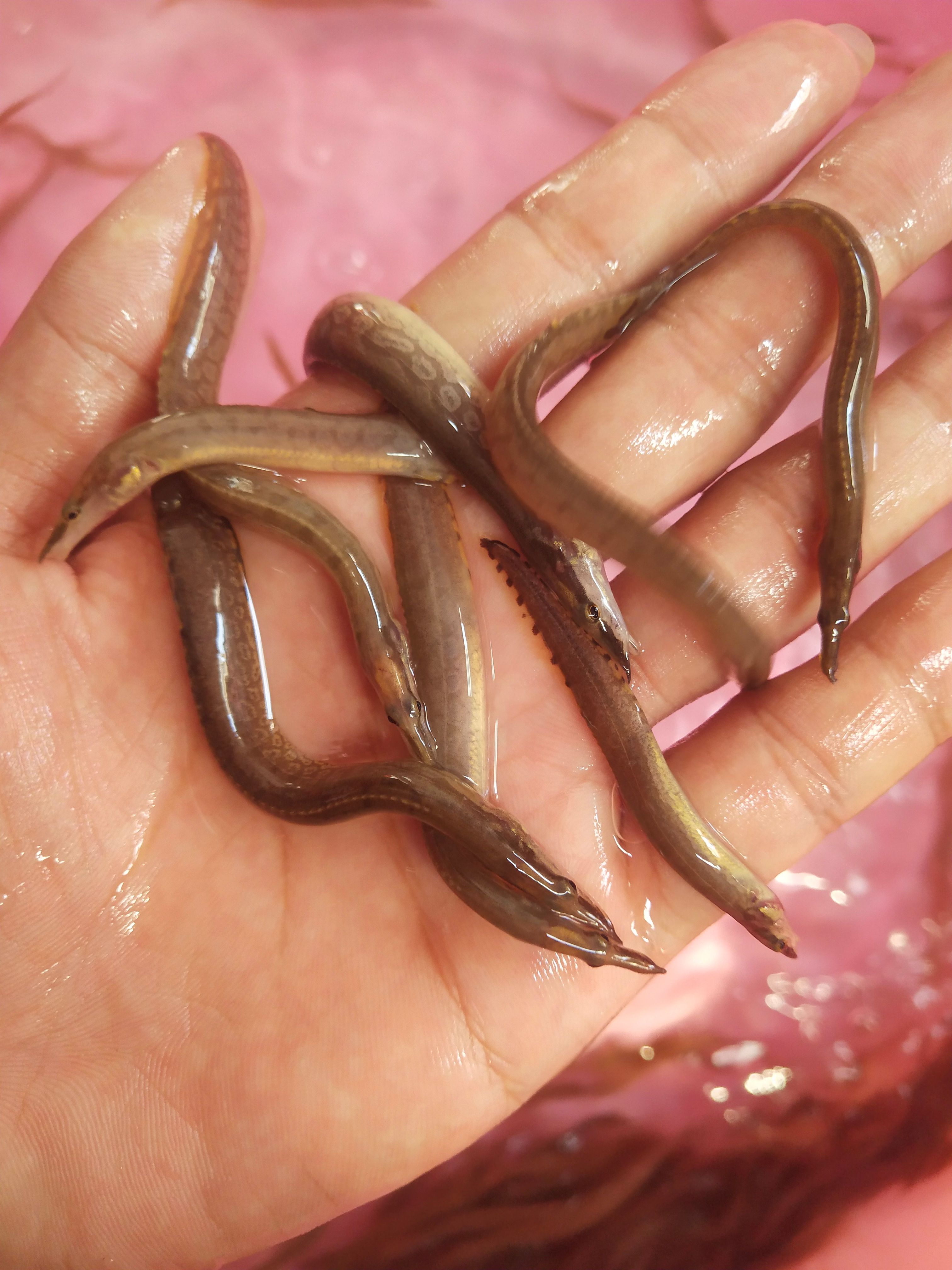 光倒刺鲃鱼苗    刺鳅鱼苗