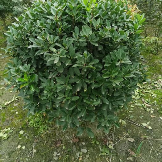 成都万年青球