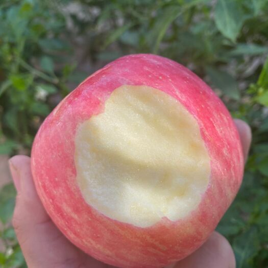 澄城县陕西澄城红富士苹果 80-90mm 果大多汁 脆口清甜口感