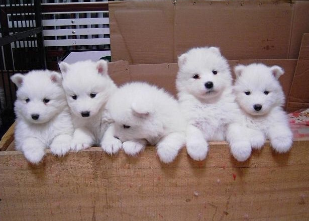 嘉祥县自家养殖萨摩耶犬 幼犬 公母均有 疫苗驱虫齐全 可商议