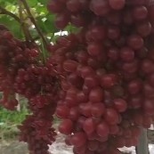 西昌市克伦生葡萄  凉山西昌万亩精品克伦生大量上市团队代办欢迎各位老板前来釆购