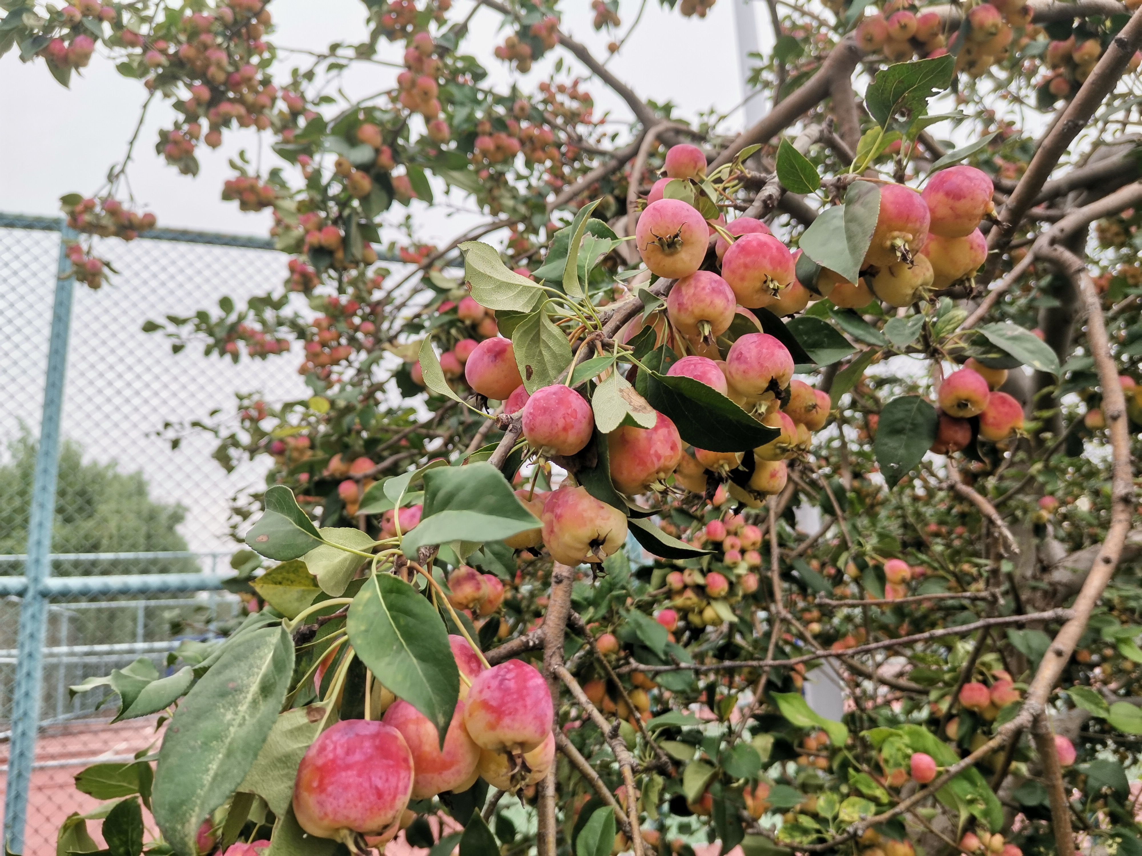 八棱海棠果 新鲜海棠果迷你小苹果北京批发一整箱|来自北京高校的海棠果