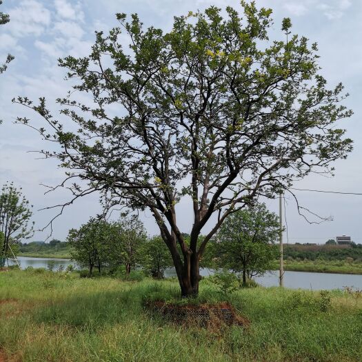 香橼树 移栽容器丛生香橼