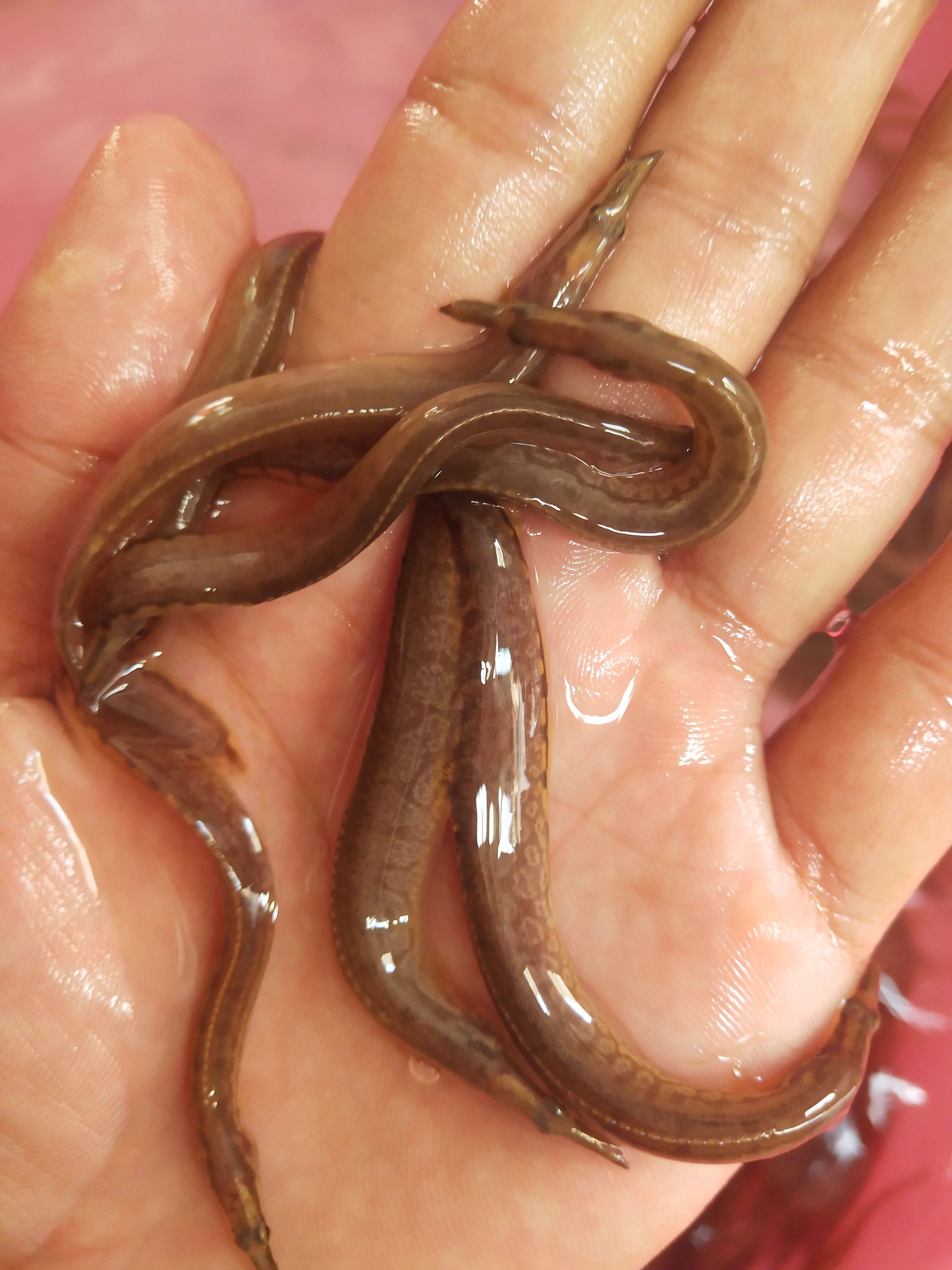 光倒刺鲃鱼苗    刺鳅鱼苗