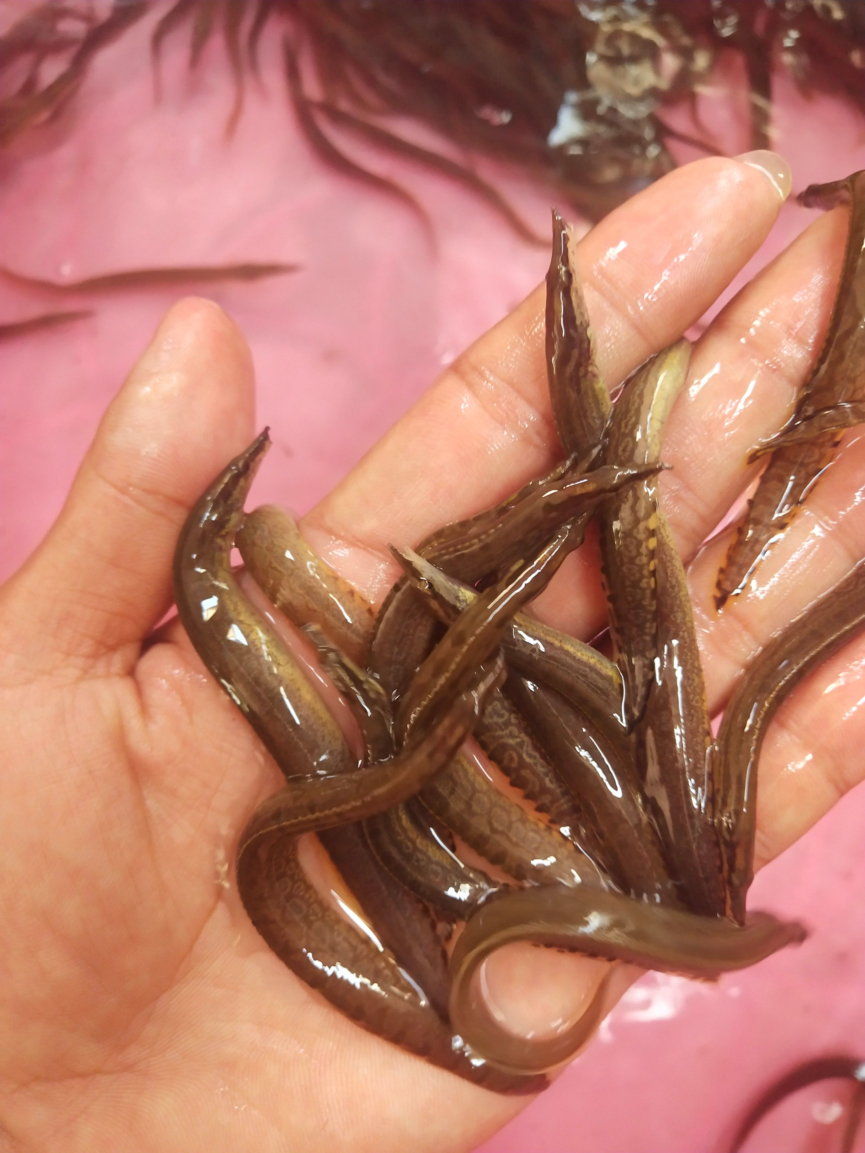 光倒刺鲃鱼苗    刺鳅鱼苗