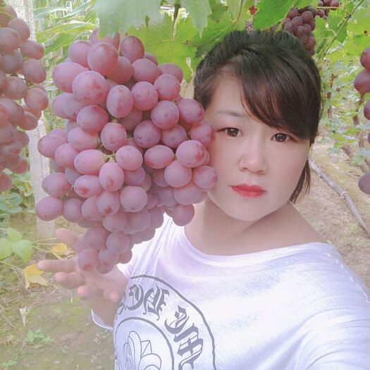盖州市 红提葡萄大量上市