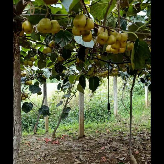 松桃县红心猕猴桃 湖南省湘西土家族苗族自治州凤凰县