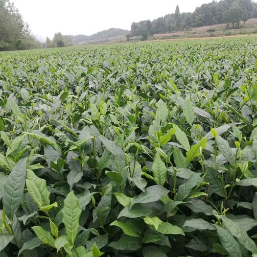 雅安大叶种茶树苗 云南大叶、福鼎大毫
