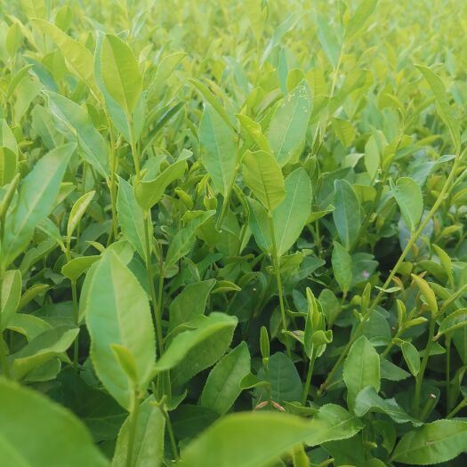 福安市龙井43号茶树苗  龙井43号茶苗 福安茶树苗