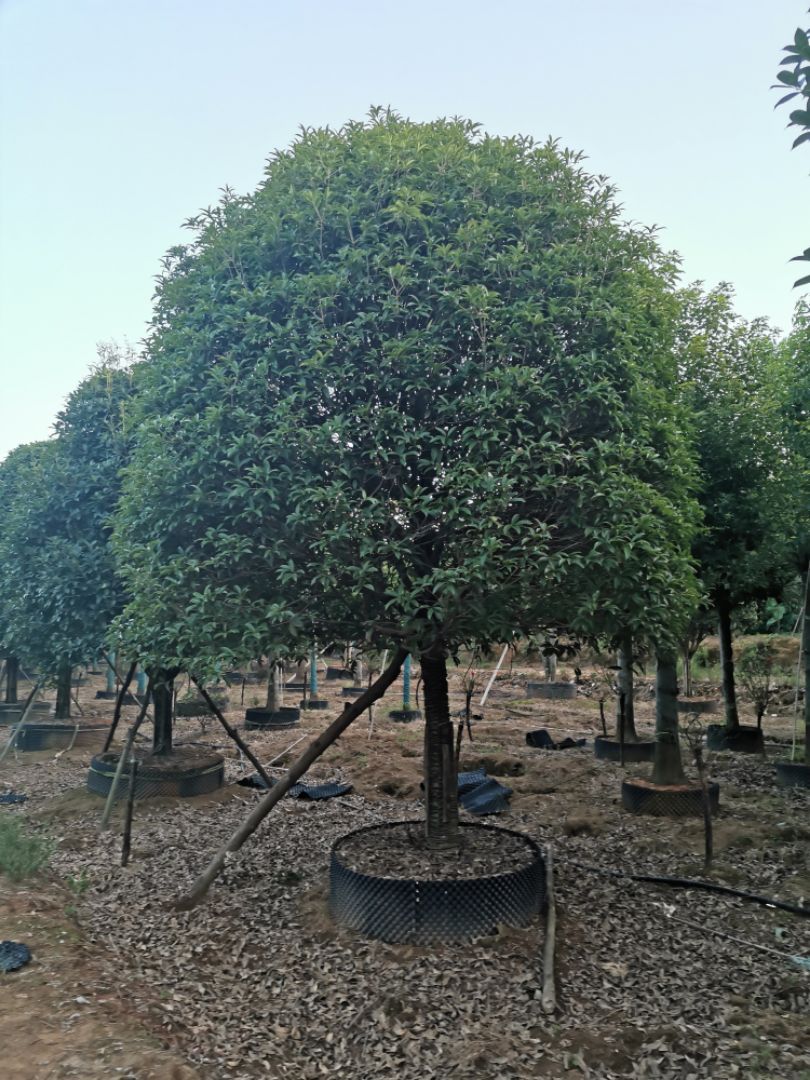 桂花树 15-20移栽容器桂花
