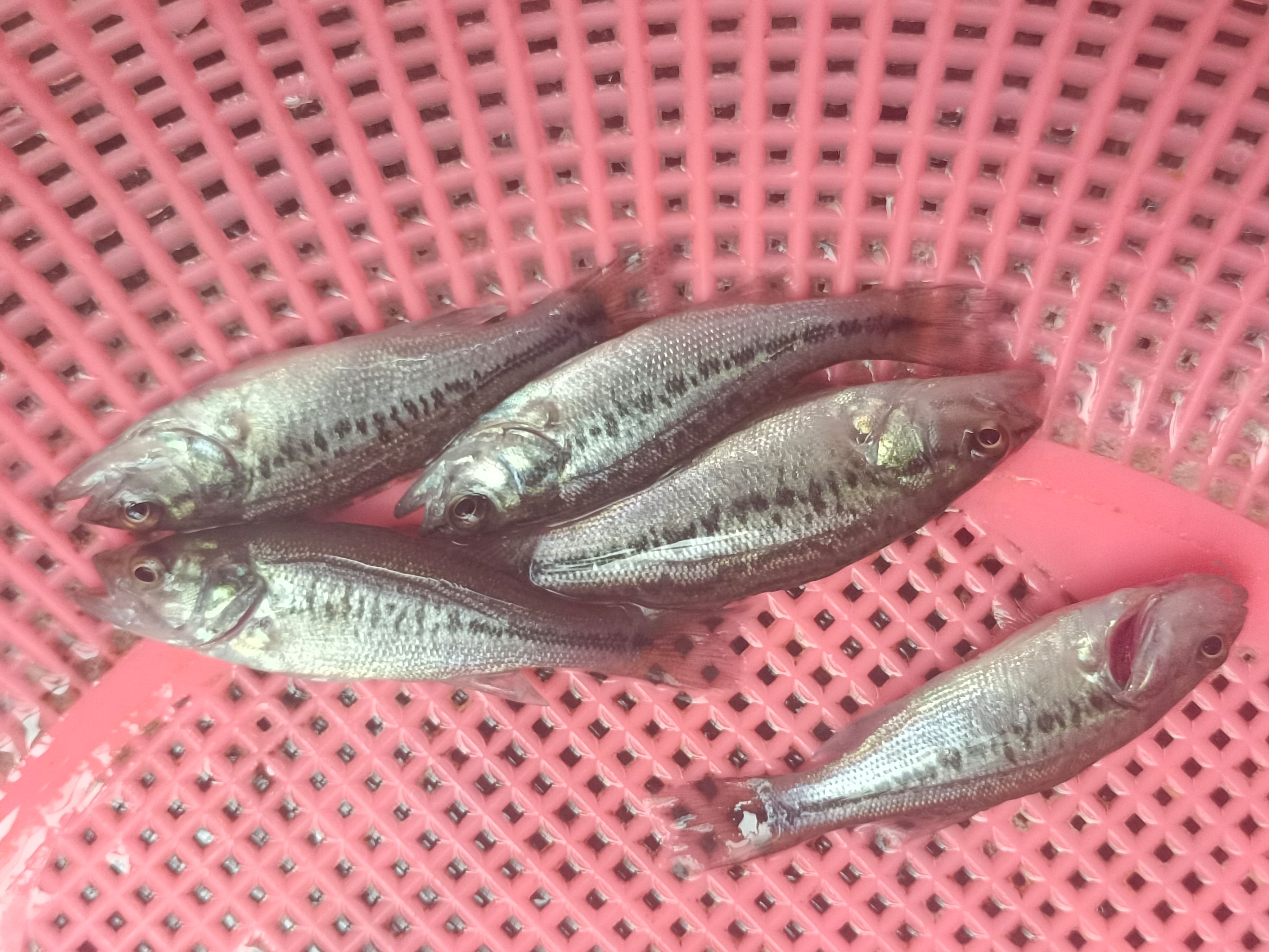  加州鲈鱼苗 鲈鱼水花 驯化吃饲料鲈鱼苗 包邮直达 淡水鱼苗
