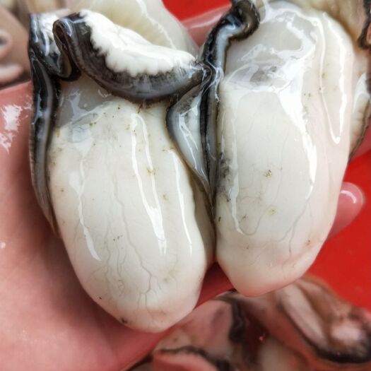 阳西县珍珠蚝  精品咸水肉
