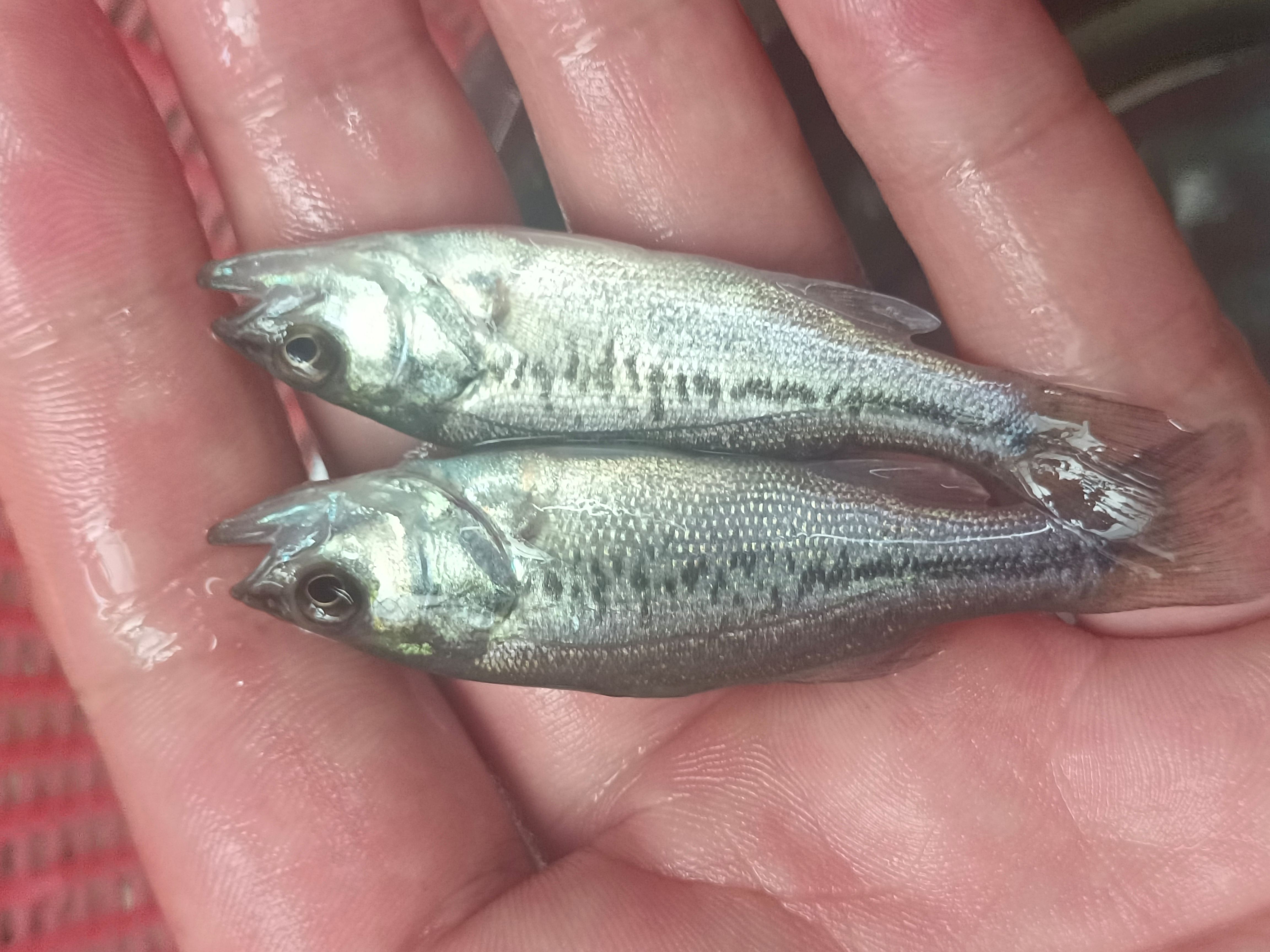  加州鲈鱼苗 鲈鱼水花 驯化吃饲料鲈鱼苗 包邮直达 淡水鱼苗