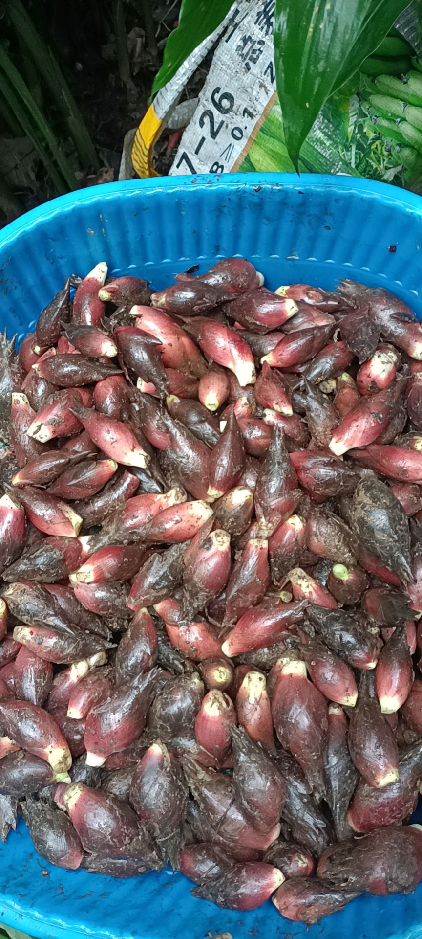 云南早熟阳荷种根