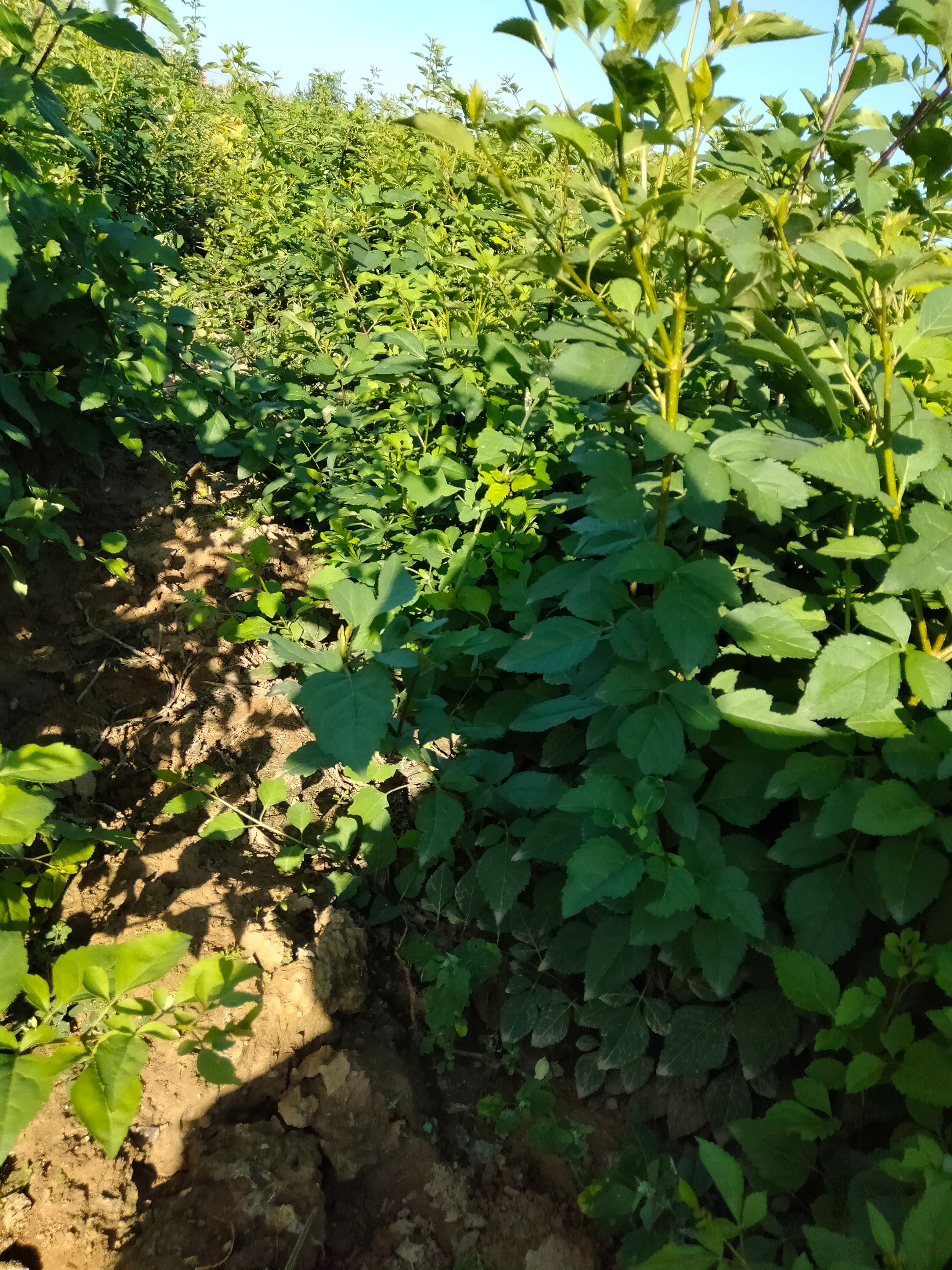 连翘苗，大粒连翘苗，零点三，零点五，各种规格的都有