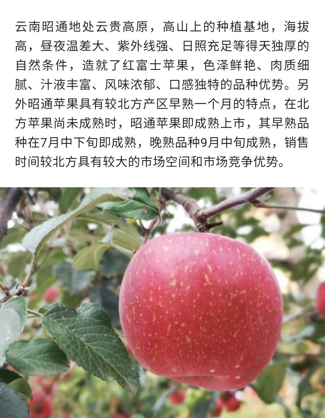双十一活动价昭通红富士苹果丑苹果