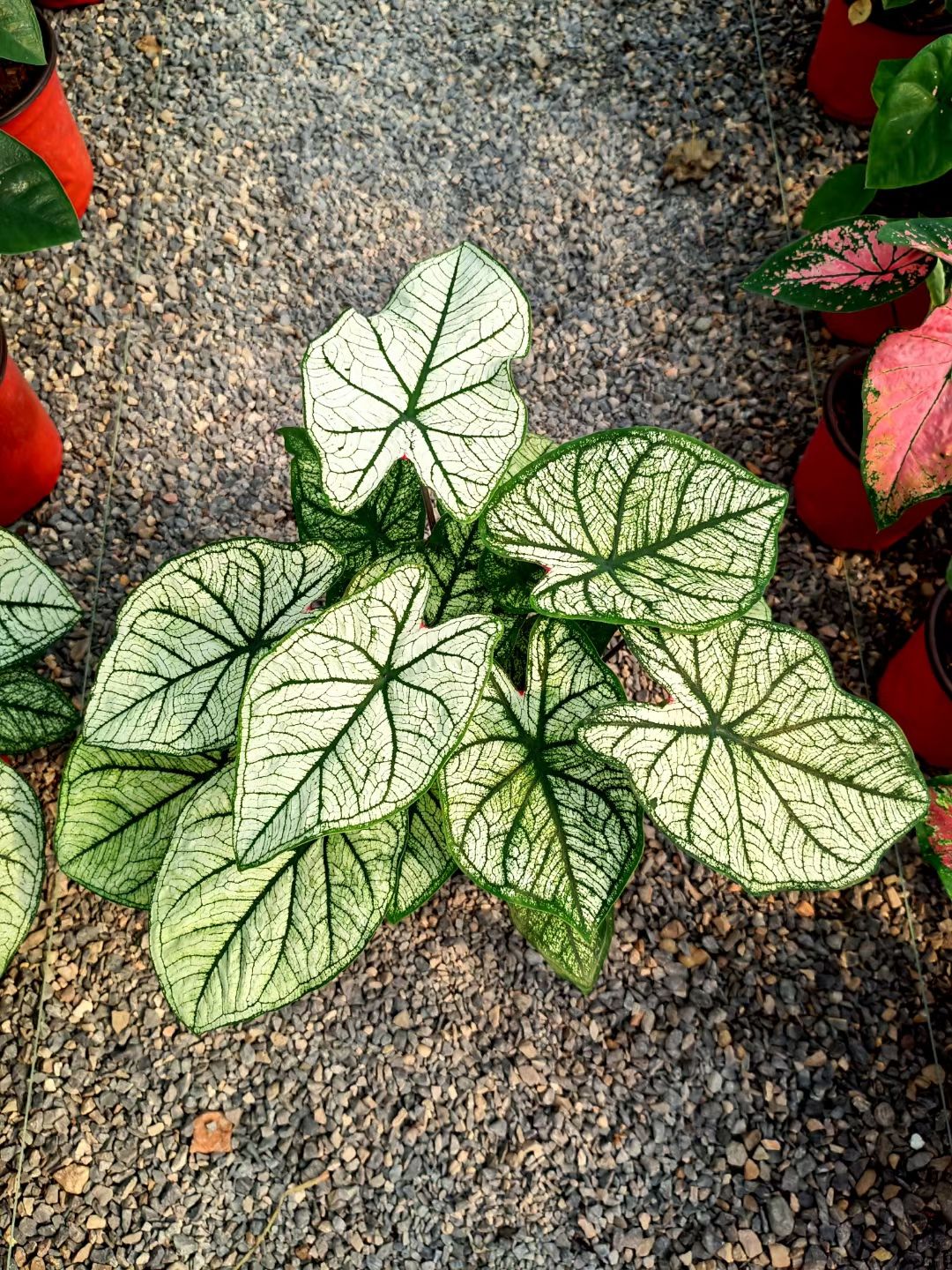 青州市彩叶箭雨竹芋  彩叶芋小杯大杯基地出货