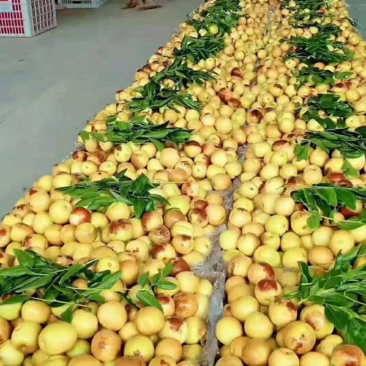 黄骅市 大量冬枣上市，2万斤起批发