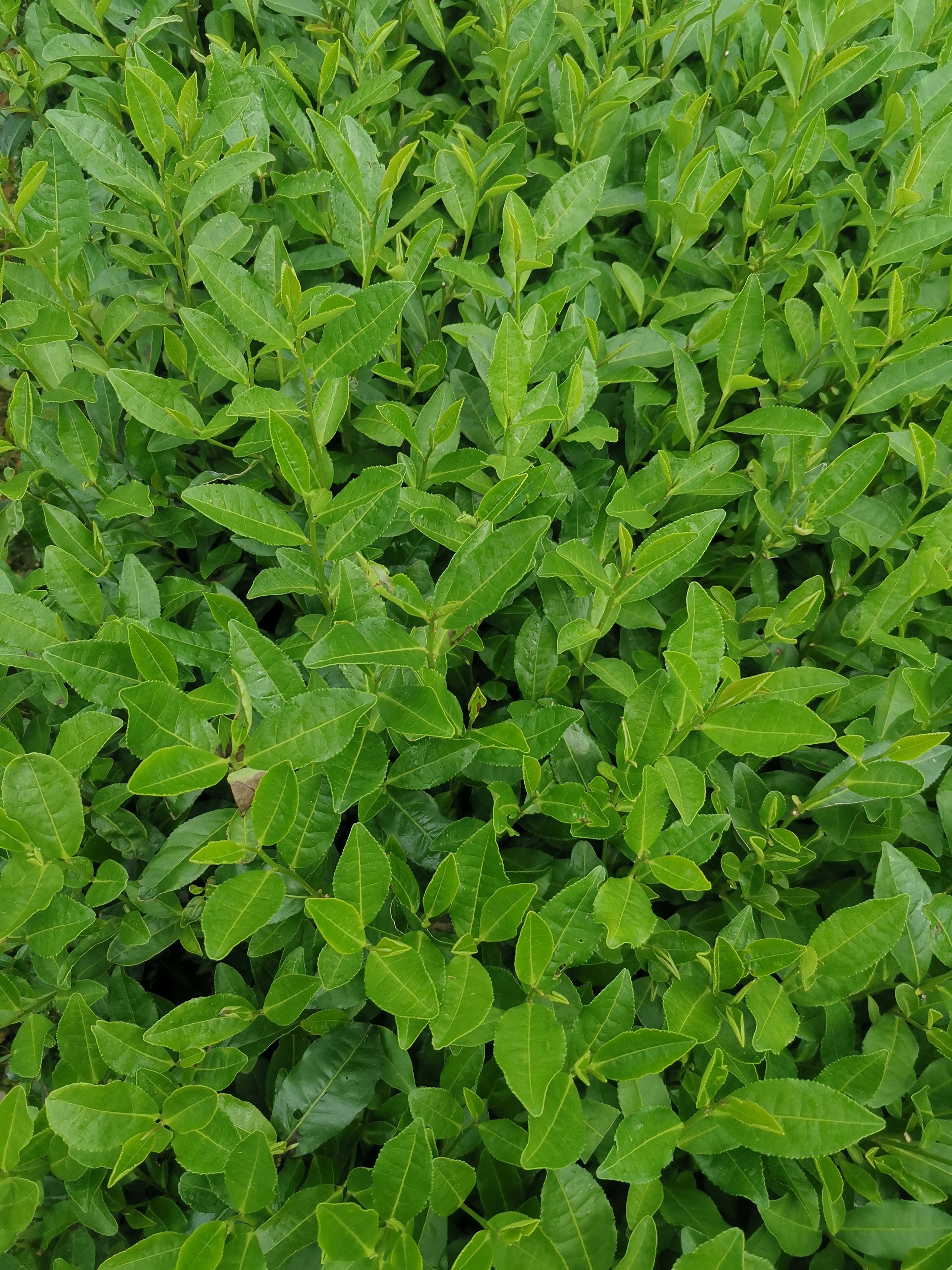 龙井43号茶树苗 园林绿化苗木 浙江一年生冬插苗