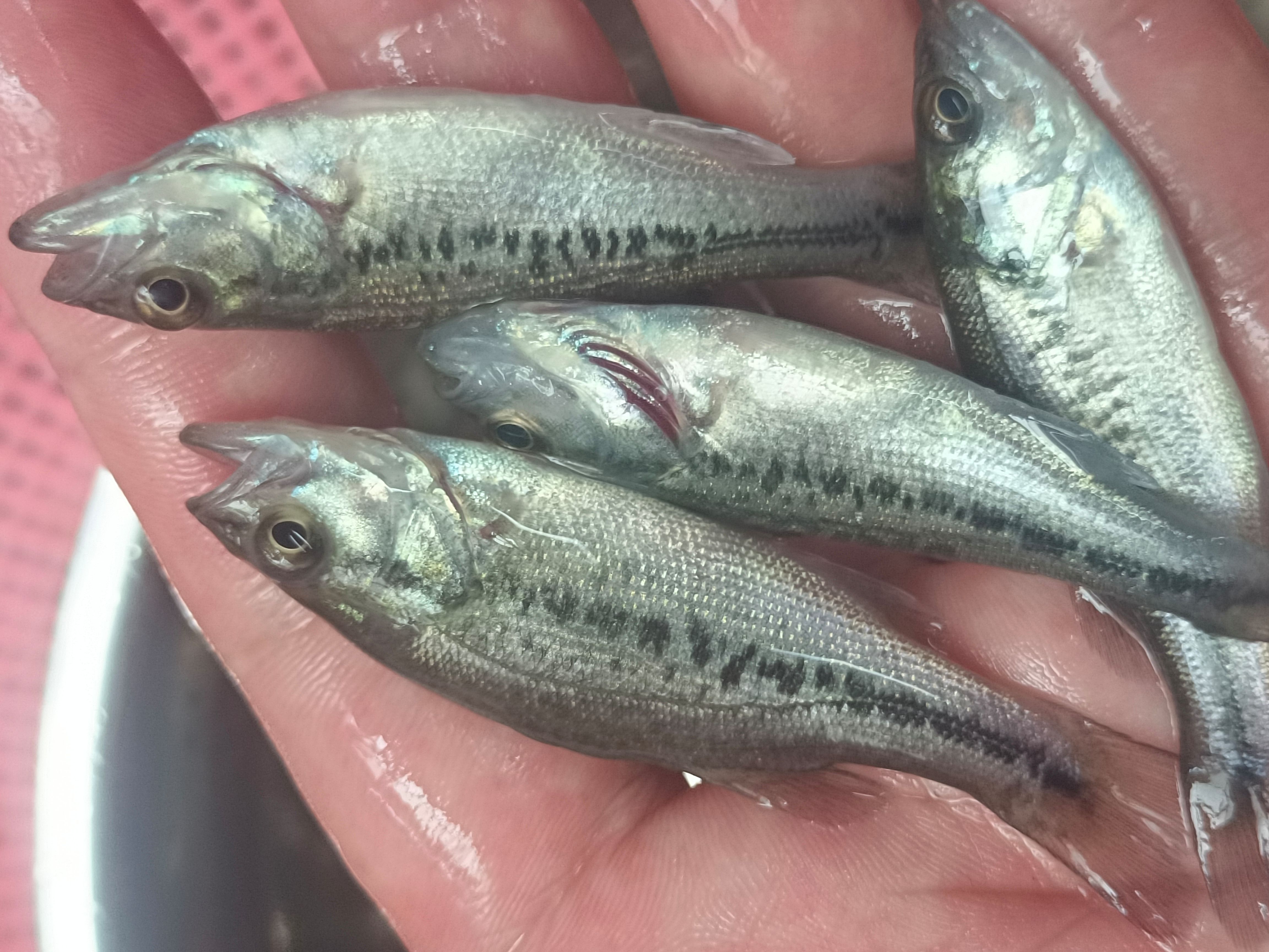  加州鲈鱼苗 鲈鱼水花 驯化吃饲料鲈鱼苗 包邮直达 淡水鱼苗