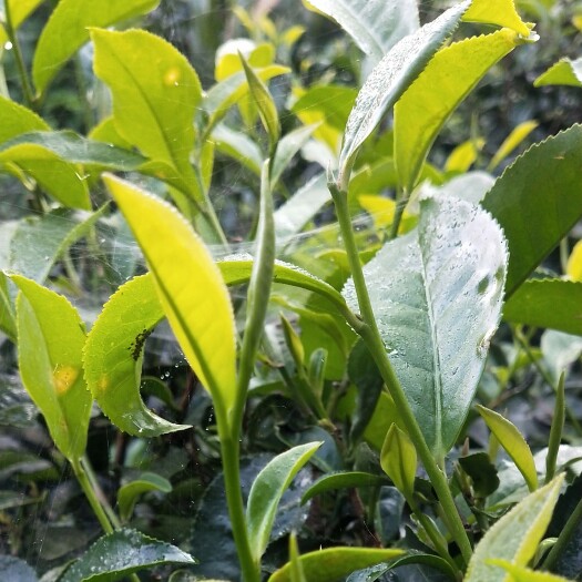凤庆县滇红工夫 云南高海拔茶园。自家茶园，欢迎各界精英批发，茶叶批发价。