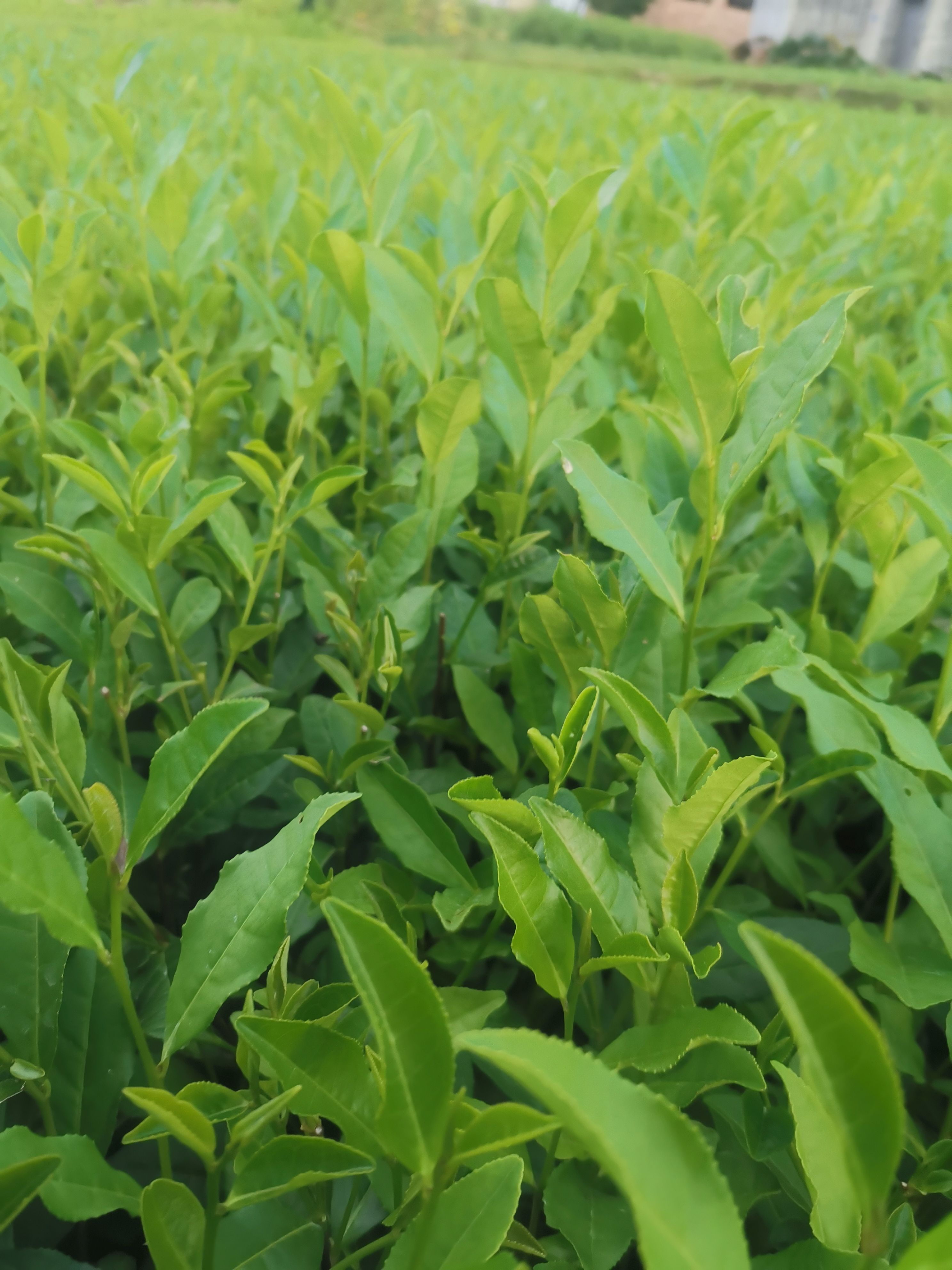 龙井43号茶树苗 园林绿化苗木 浙江一年生冬插苗