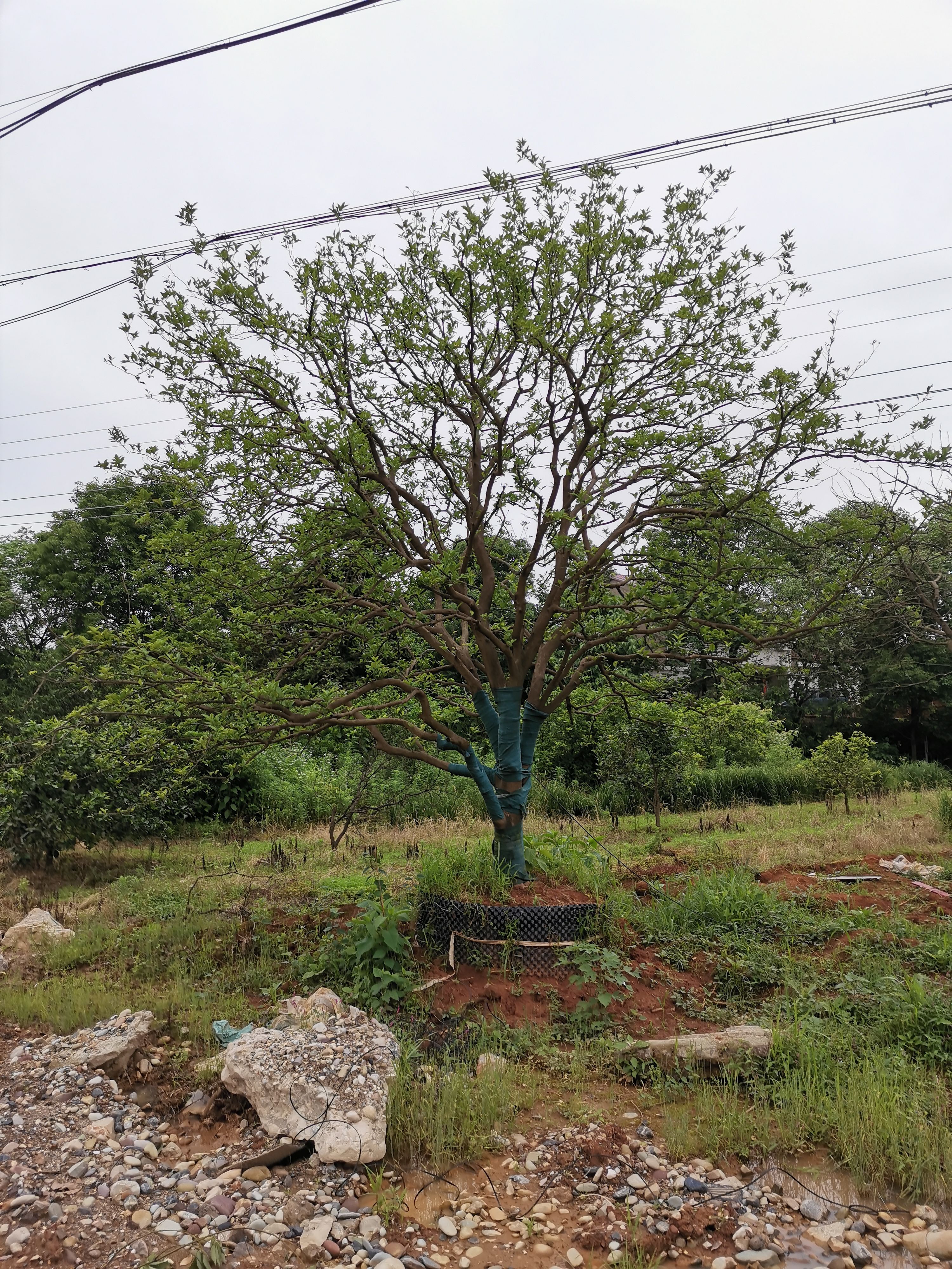 香橼树 移栽容器丛生香橼